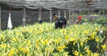 Hà Nội: Hoa Ly nở sớm, người dân Tây Tựu lo không có hàng ngày tết