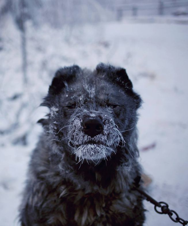 Ảnh một ch&uacute; ch&oacute; canh g&aacute;c ngo&agrave;i trời tại th&agrave;nh phố Yakutsk trong thời tiết -58 độ C. (Ảnh: Amos Chapple Photography)