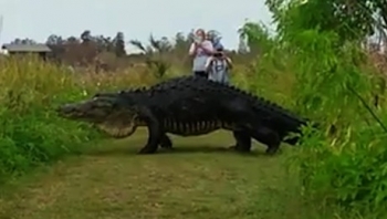 (Clip) Cá sấu khổng lồ 