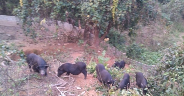 Cảnh giác với những mánh khóe biến lợn nuôi gắn “mác” lợn mán ở vùng cao