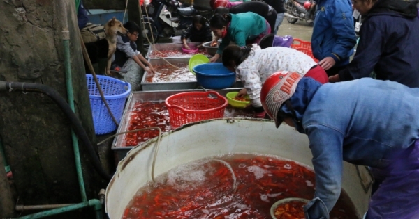 "Xâm nhập" chợ cá ông Công, ông Táo lớn nhất miền Bắc