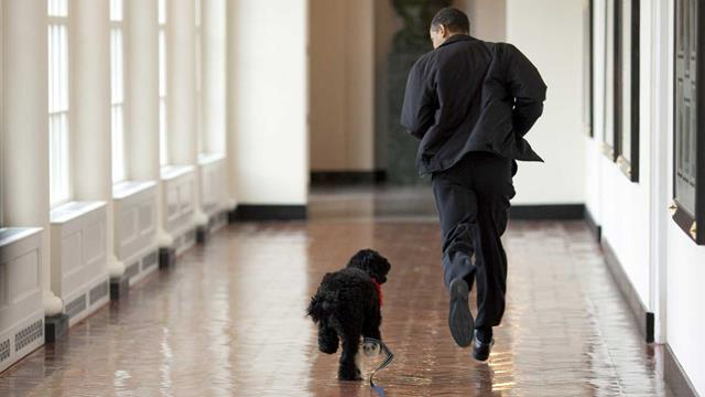 Tổng thống Obama chạy bộ c&ugrave;ng ch&uacute; ch&oacute; cưng Bo tại Nh&agrave; Trắng.