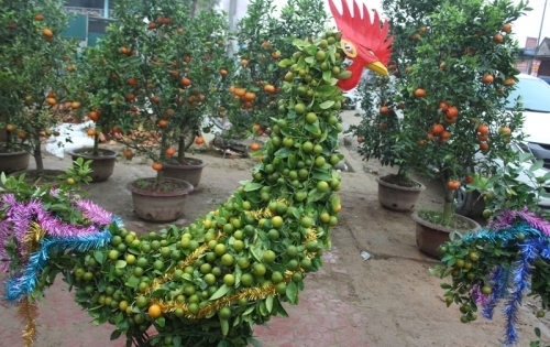 Quất cảnh hình gà ‘gây sốt’ thị trường Tết Đinh Dậu ở Nghệ An