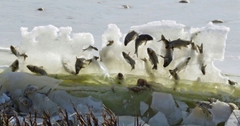 Cả đàn cá đóng băng trên không trung vì quá lạnh
