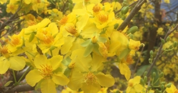 Hà Nội: Rực rỡ sắc vàng hoa mai ngày giáp Tết