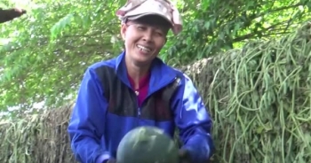 Nông dân Bình Thuận vui mừng vì dưa hấu Tết được giá
