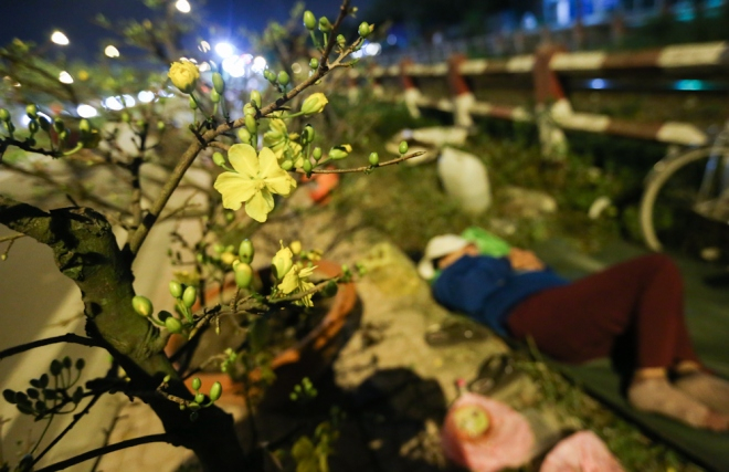 Dựng lều, mắc màn canh hoa Tết trên vỉa hè Sài Gòn