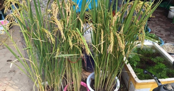 Lúa bỗng trở thành cây trang trí hot trong dịp tết Đinh Dậu