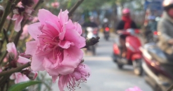 Bản tin Tết Việt: Năm nay, thời tiết thuận lợi cho việc du xuân