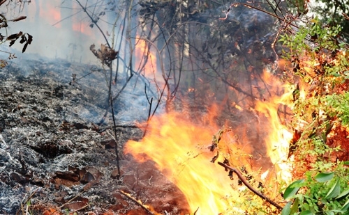 Hải Phòng: Hơn 3ha rừng bốc cháy dữ dội