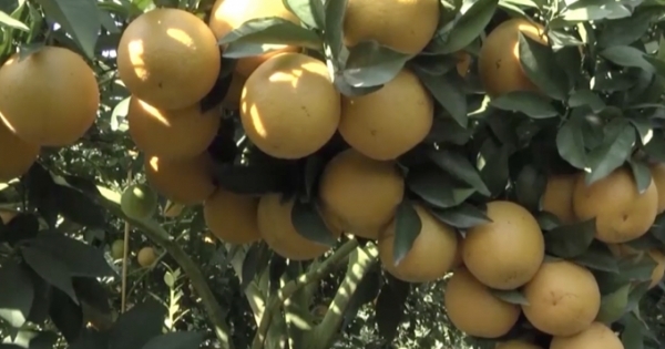 Giật mình với cây cam “cõng” trên mình hơn 1000 trái to đều, chín mọng