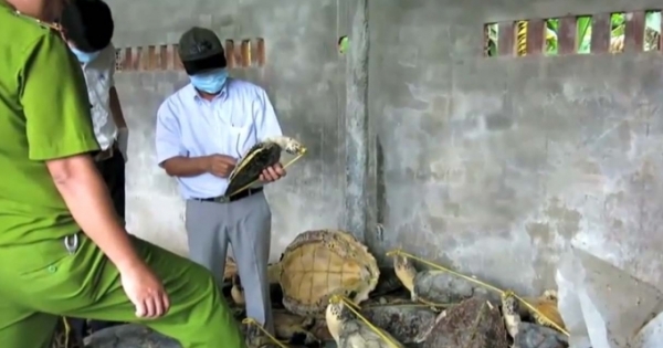Khánh Hòa: Xét xử vụ tàng trữ xác rùa biển lớn nhất thế giới ở TP Nha Trang