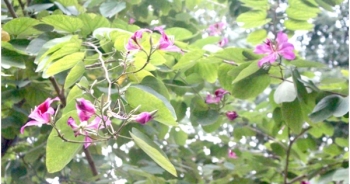 Hà Nội: Ngắm những chùm hoa ban chớm nở đầu mùa
