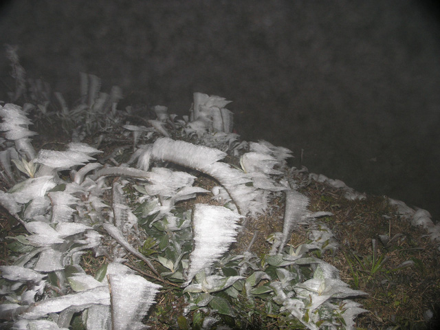 ...c&acirc;y cỏ cũng bị băng tuyết phủ k&iacute;n.