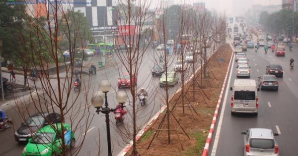 Hà Nội trồng Phong lá đỏ để tạo điểm nhấn trên đường Trần Duy Hưng