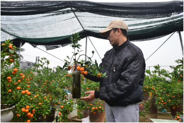 Anh Quang, chủ vườn c&acirc;y cảnh Quang Ng&acirc;n l&agrave; người đi ti&ecirc;n phong trong việc &nbsp;trồng c&acirc;y quất cảnh trong những chai thủy tinh.
