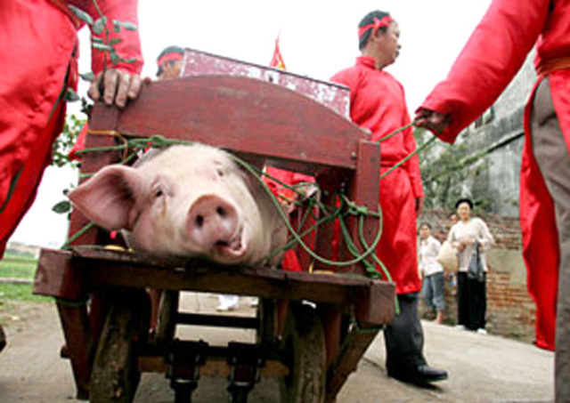 Lễ hội ch&eacute;m lợn ở Bắc Ninh (Ảnh: Việt Hưng)