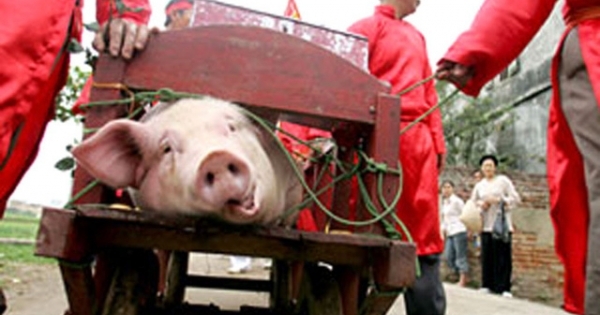 Chấm dứt màn chém lợn gây tranh cãi ở Lễ hội Ném Thượng