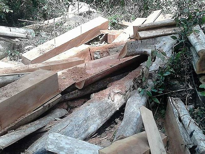 Hiện trường một vụ hạ gỗ ở rừng ph&ograve;ng hộ S&ocirc;ng Lũy. Ảnh: P.NAM