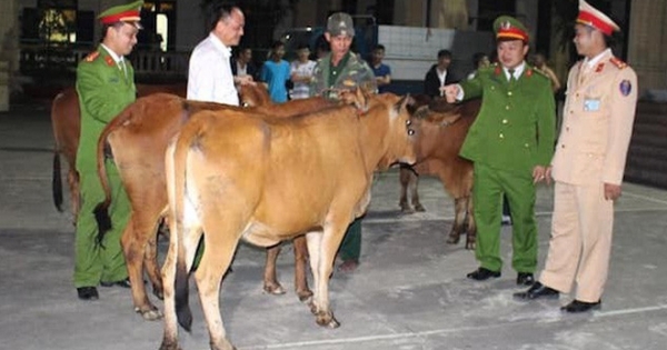 Nghệ An: “Siêu trộm” cắt khóa “cuỗm” cả đàn bò 5 con trong đêm