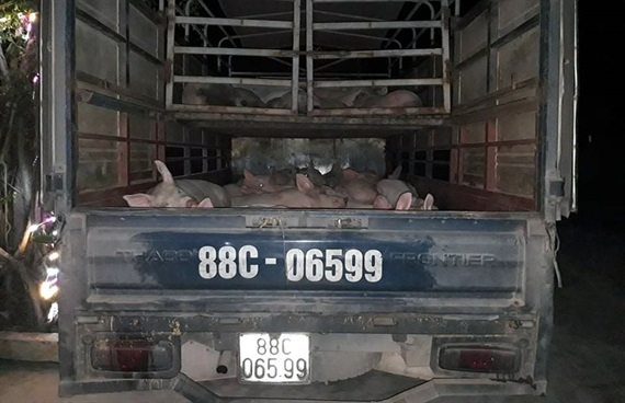 Chiếc xe v&agrave; 32 con lợn bị LMLM bị bắt giữ.