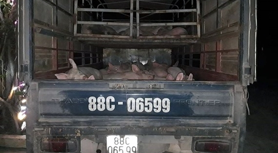 Bắt giữ 32 con lợn lở mồm long móng trên đường đi tiêu thụ