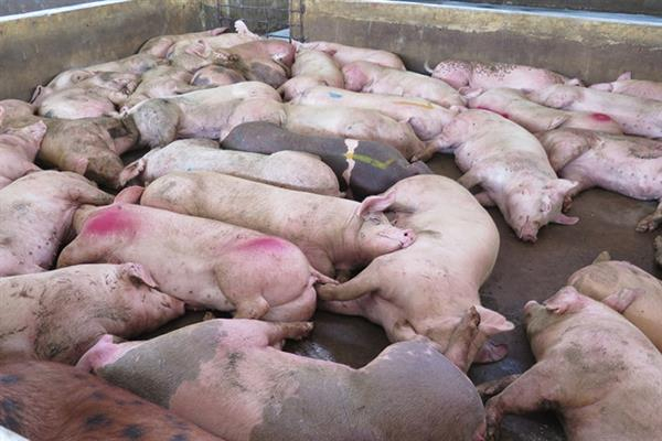H&agrave;ng trăm con lợn mắc bệnh bị ti&ecirc;u thụ (ảnh internet)