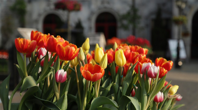 Đ&oacute;n Tết thật phong c&aacute;ch với triệu hoa tulip tr&ecirc;n đỉnh B&agrave; N&agrave;