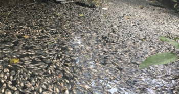Cá chết nổi dày đặc trên dòng kênh ngay giữa lòng thành phố Vinh