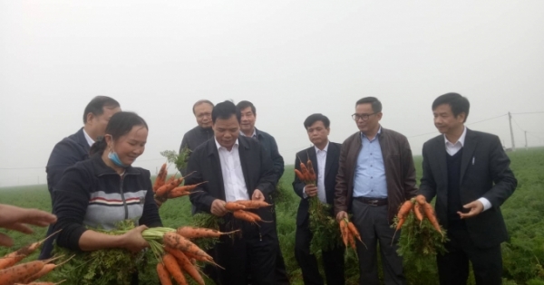 Bộ trưởng NN&PTNT thích thú thưởng thức cà rốt sạch ngay tại ruộng
