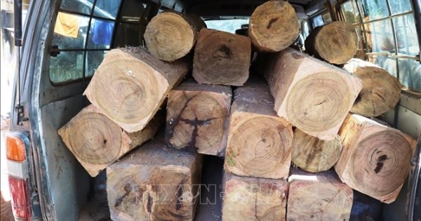 Bị phát hiện chở hàng chục lóng gỗ lậu, chủ hàng và lái xe 