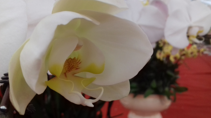 Một b&ocirc;ng hoa Lan m&agrave;u trắng nở rất đẹp.