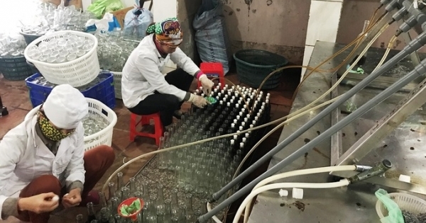 Quy trình làm nước mắm truyền thống ở Quảng Ninh