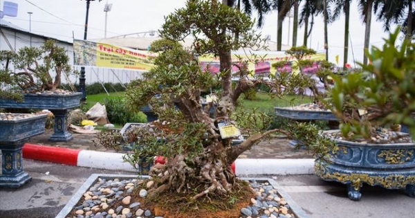Độc lạ cây đỗ quyên 400 năm tuổi, được "quát" giá gần 1 tỉ đồng tại Hà Nội