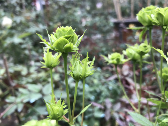 Hồng Jane Green thuộc dạng bụi thấp chỉ cao 40 - 50 cm, hoa thường nở th&agrave;nh từng ch&ugrave;m.