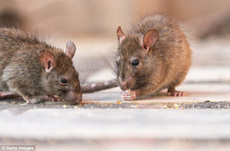 C&oacute; &iacute;t nhất 11 người tử vong do nhiễm virus nguy hiểm hanta từ chuột