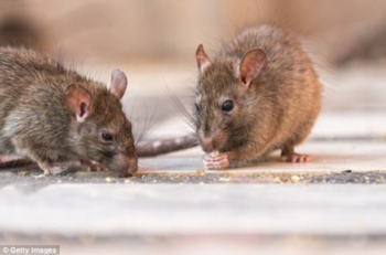Có ít nhất 11 người tử vong do nhiễm virus nguy hiểm hanta từ chuột