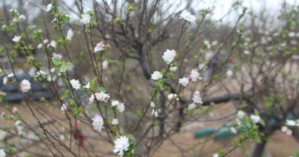 dot nhap vuon nhat chi mai sieu hiem o ha noi