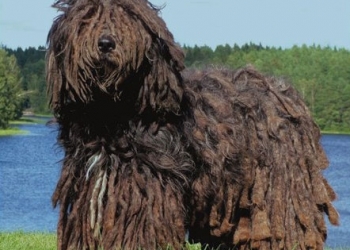 Top 10 loại chó có hình dáng kì lạ nhất thế giới