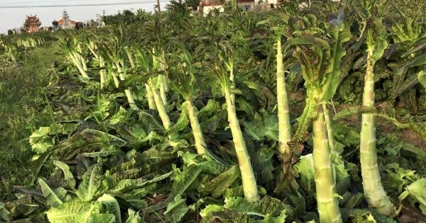 Nông dân Thái Bình trồng salad 