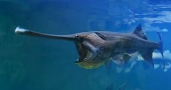 Cá mái chèo cổ đại của Trung Quốc đã tuyệt chủng