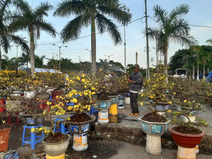 Các nghệ nhân chăm chút cho các cây mai kiểng tết. Theo ghi nhận của phóng viên, thời tiết những ngày vừa qua tại Đà Nẵng là rất đẹp, giúp khách hàng an tâm hoa sẽ nở đúng trong 3 ngày tết Nguyên đán tới đây.