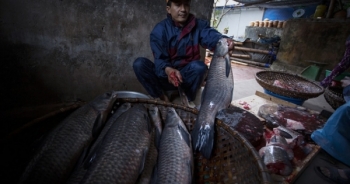 Cá kho làng Vũ Đại thơm ngon, sẵn sàng cho hàng trăm mâm cơm dịp Tết