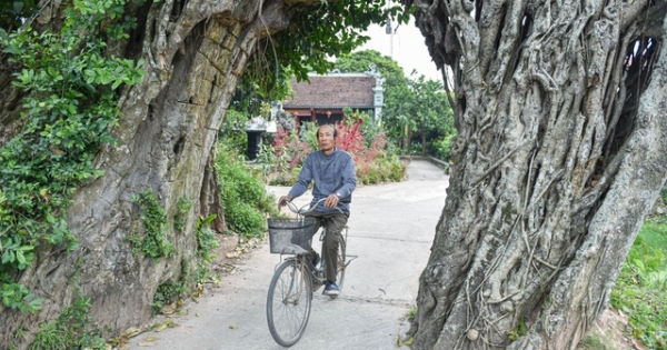 Cây đa 500 tuổi có bộ rễ khủng tạo thành cổng làng "độc" nhất ở Hưng Yên
