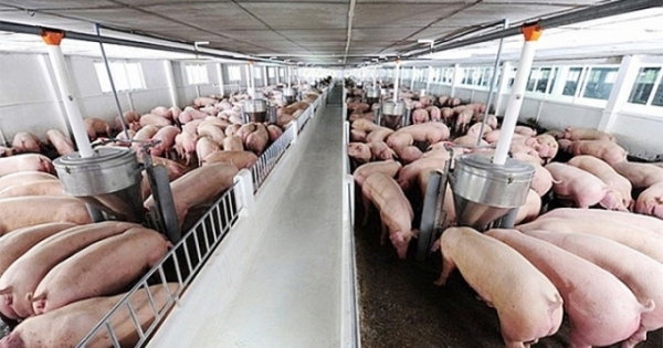 Giá lợn hơi hôm nay 3/1: Nhiều yếu tố "đẩy" giá lợn tăng cao?