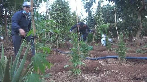 Đắk Lắk: Bắt quả tang người đàn ông trồng hơn 1.000 cây cần sa