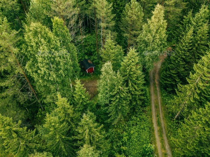 Na Uy nỗ lực đưa bảo vệ rừng thành mục tiêu và giải pháp khí hậu quan trọng toàn cầu.