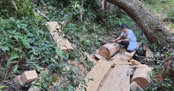 Hàng chục cây gỗ bị lâm tặc cưa hạ không thương tiếc