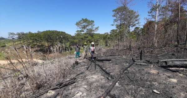 Gia Lai: Khởi tố Chủ tịch Hội đồng thành viên để làm rõ vụ hủy hoại rừng