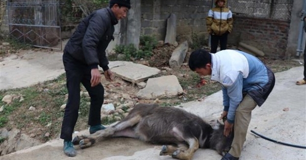 Hơn 90 con gia súc tại Điện Biên bị chết do rét đậm, rét hại